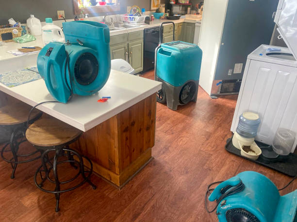 Best Professional water damage repair  in Steele, MO