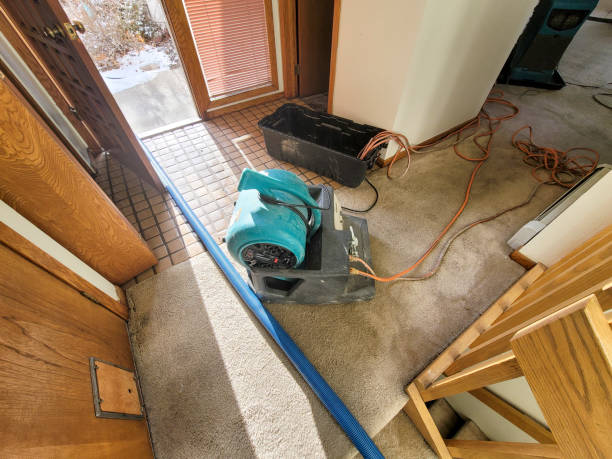 Best Water damage restoration specialists  in Steele, MO