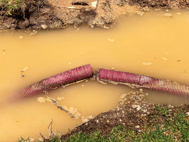 Best Carpet water damage restoration  in Steele, MO